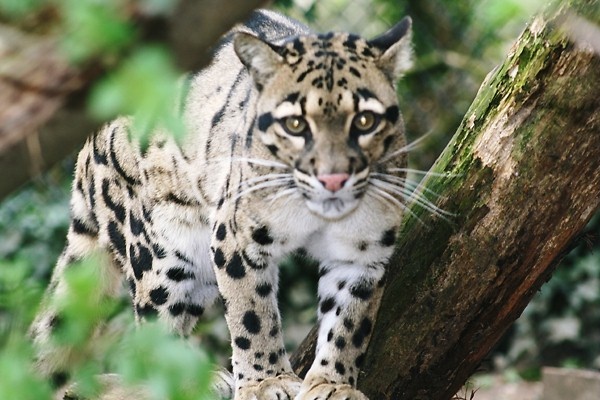シム・シメール、【THE LITTLE CLOUDED LEOPARD】 シム・シメール、【THE LITTLE CLOUDED LEOPARD】（Cuteness